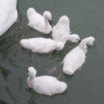 Baby Swans