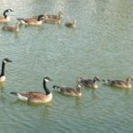 Geese and their families